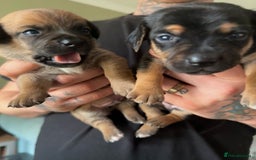 Mixed Breed dogs for sale: 🐾🤎 Adorable Dachshund Cross Puppies  - Image 5
