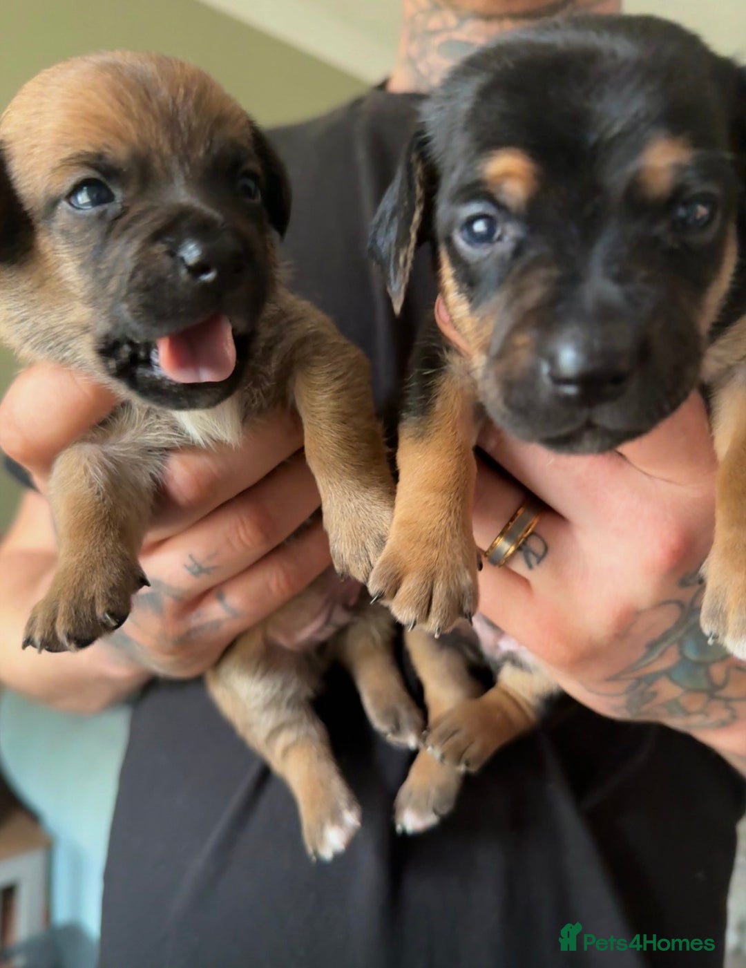 Mixed Breed dogs for sale: 🐾🤎 Adorable Dachshund Cross Puppies  - Image 5