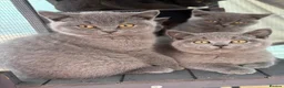 British Shorthair cats for sale: British shorthair - Advert 2