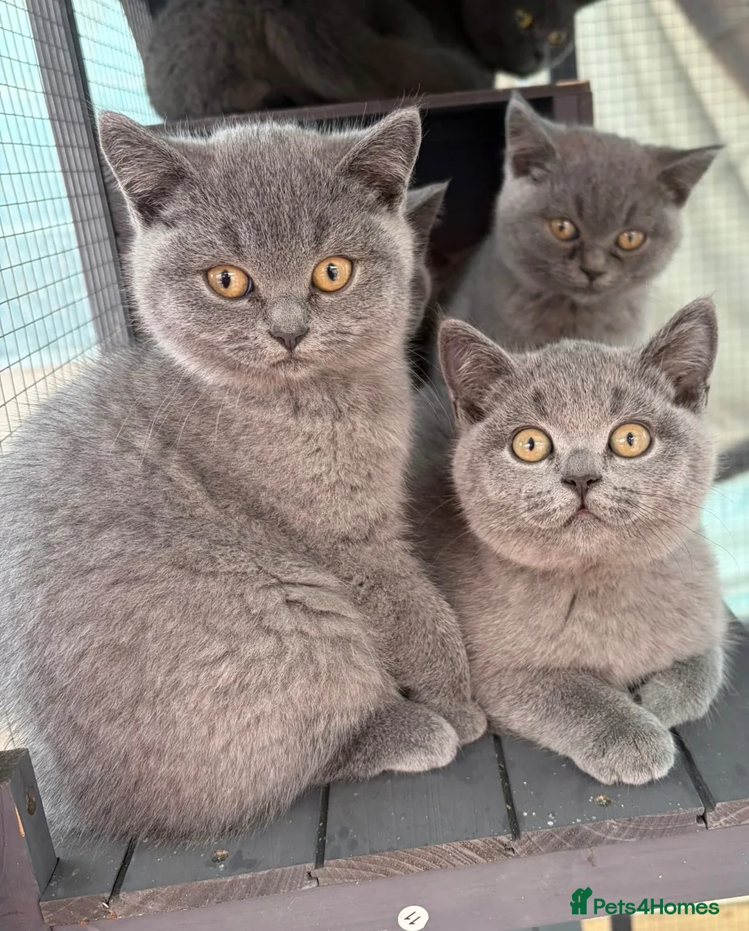 British Shorthair cats for sale: British shorthair - Advert 2