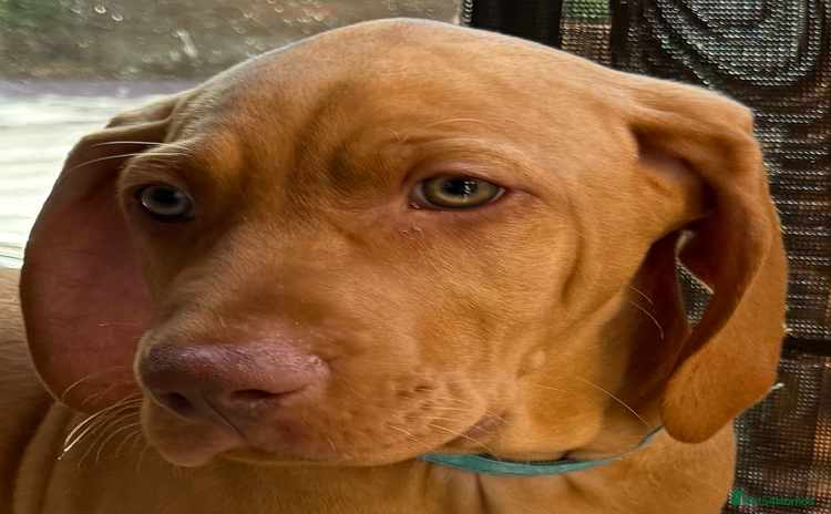 Hungarian Vizsla dogs in Thirsk - Advert 1