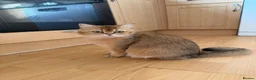 British Shorthair cats for sale: Stunning NY11 Black Golden Shaded British  - Advert 14