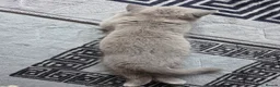 British Shorthair cats for sale: British shorthair kittens - Advert 2