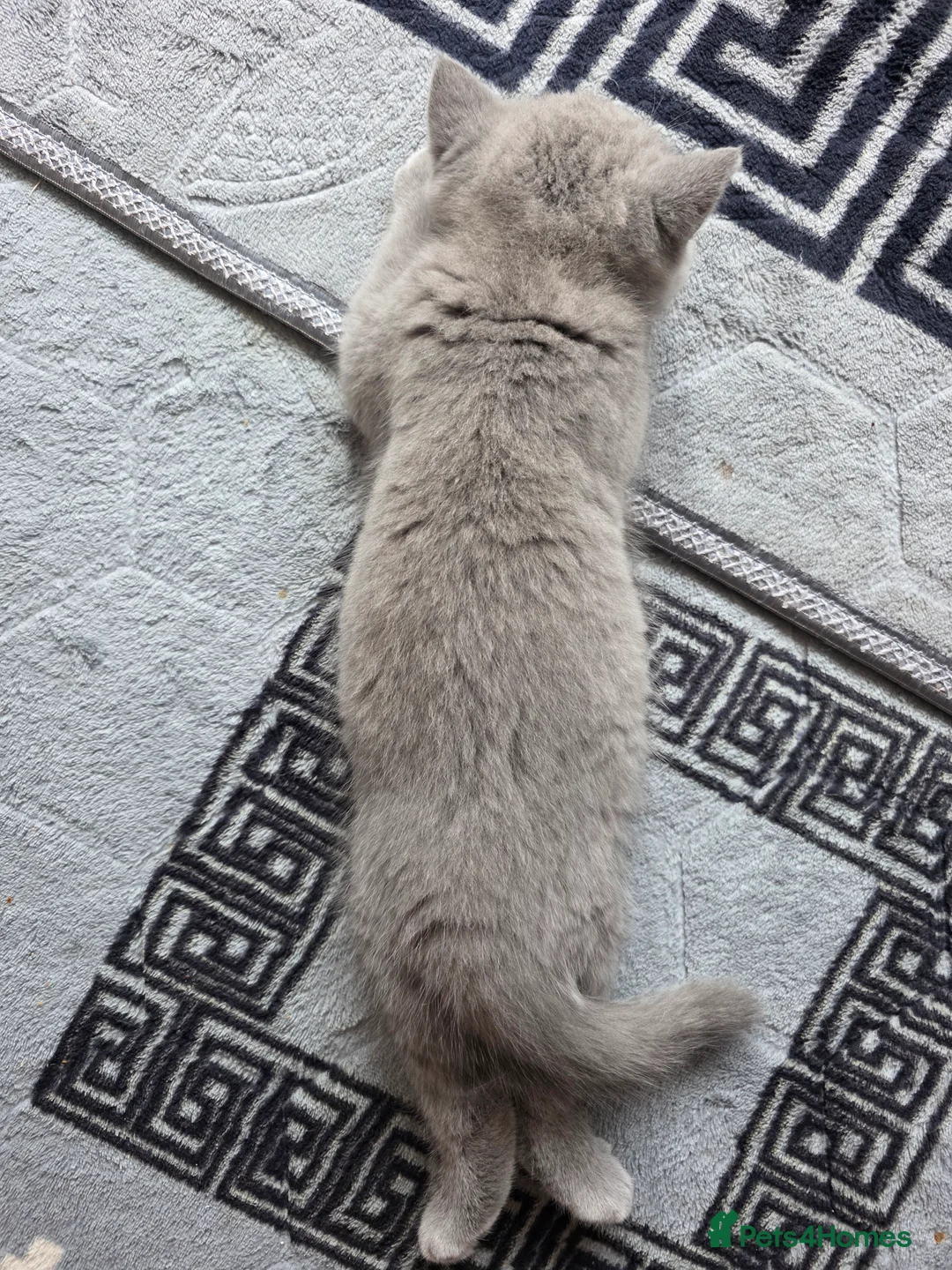 British Shorthair cats for sale: British shorthair kittens - Advert 2