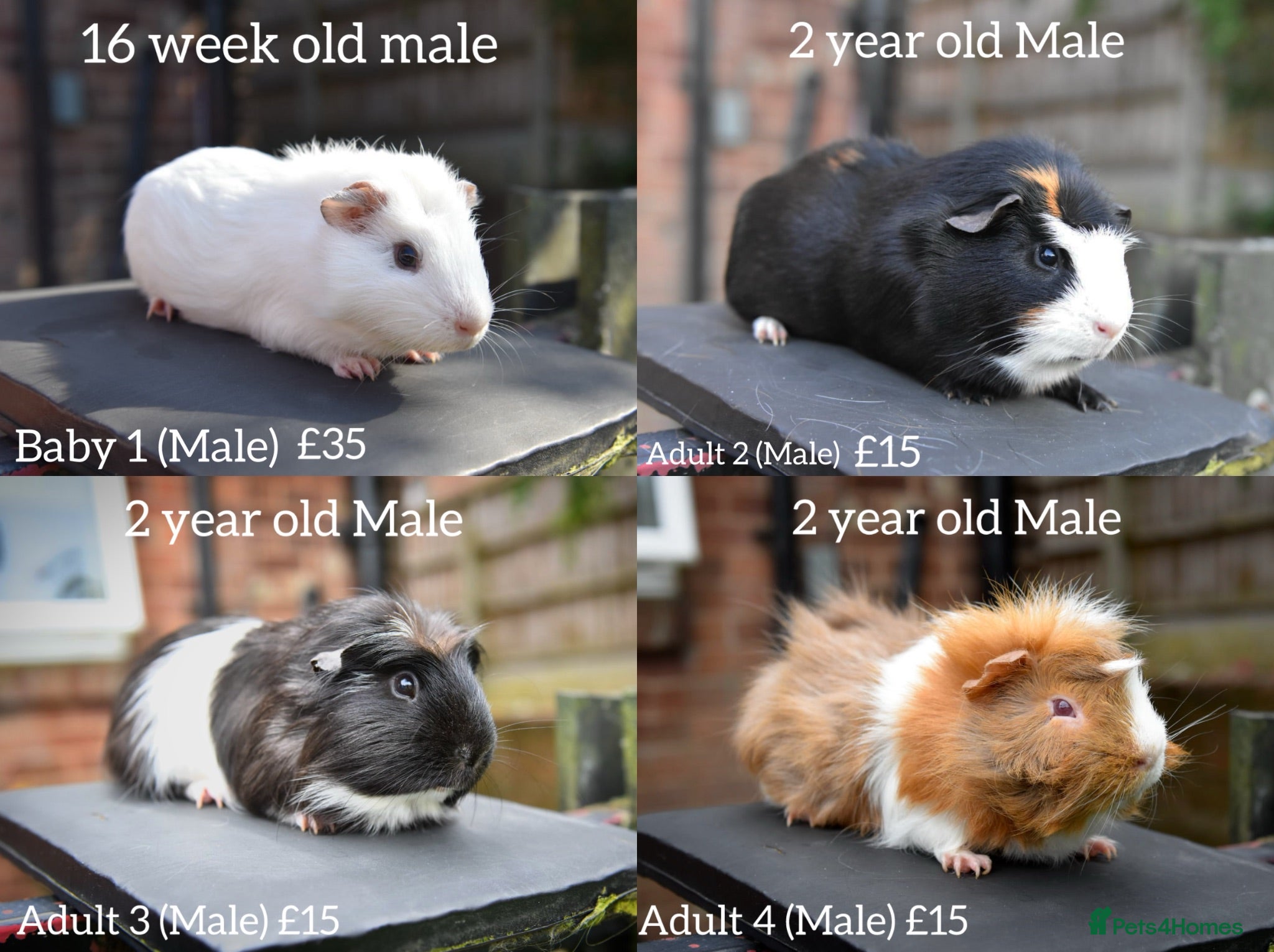 Lionhead rabbits Guinea Pigs Looking For New Homes - Advert 1