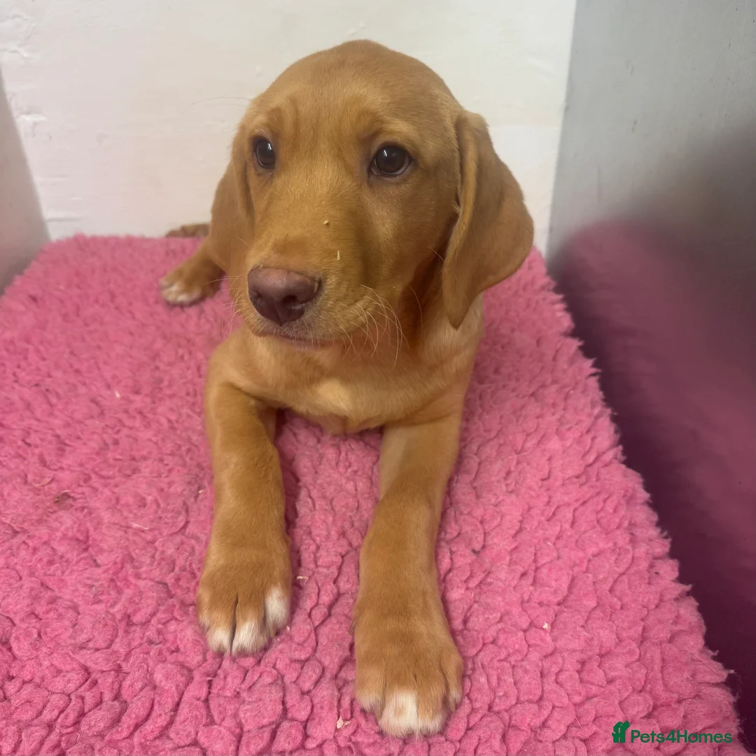 Labrador Retriever dogs for sale: 🧡 Pale Fox Red Yellow Labrador Puppies 💛 - Advert 24
