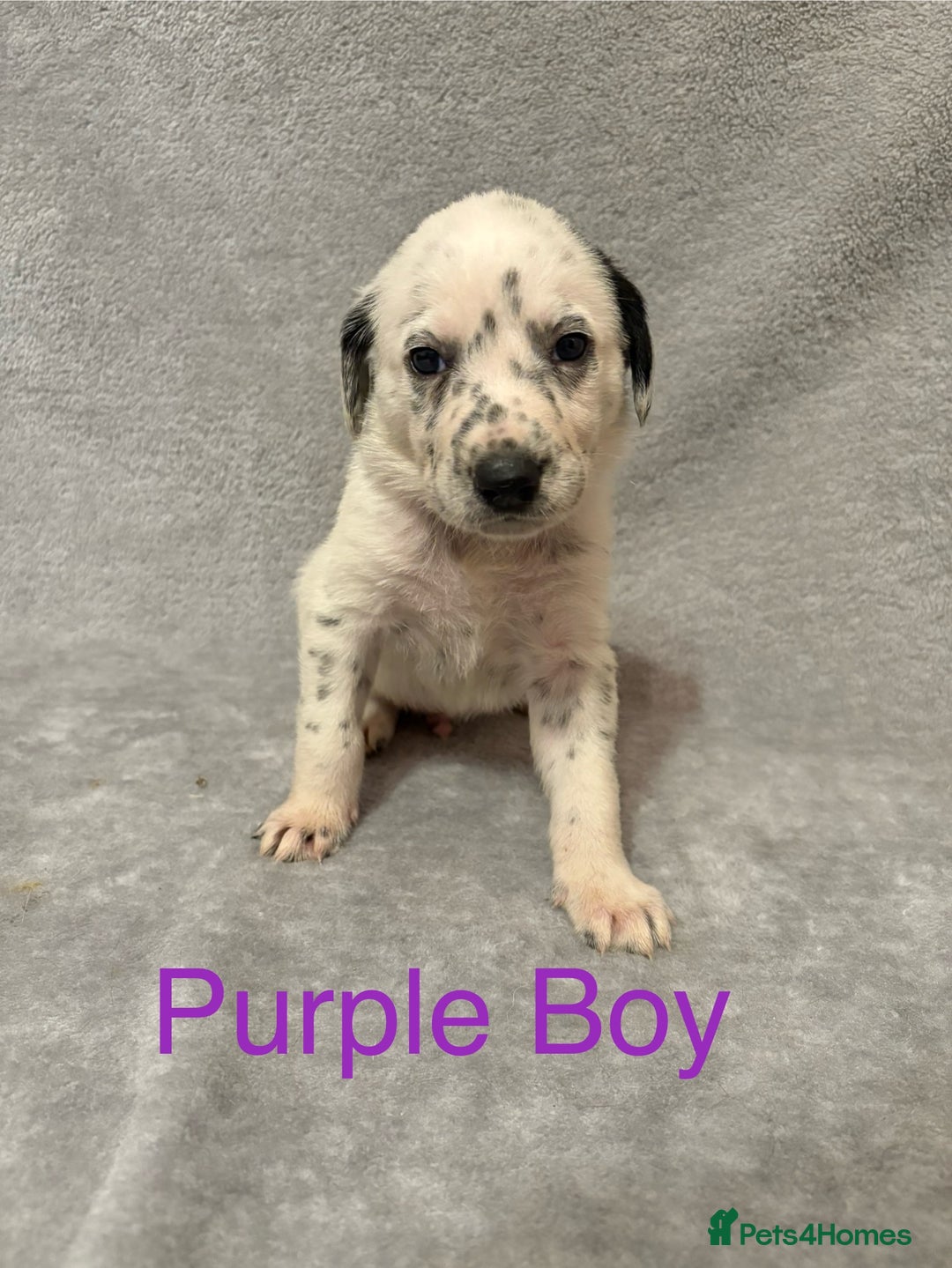Mixed Breed dogs for sale: Pyrematian puppies - Advert 32