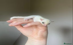 Sugar Glider rodents for sale: Female leu sugar glider joey  - Image 4