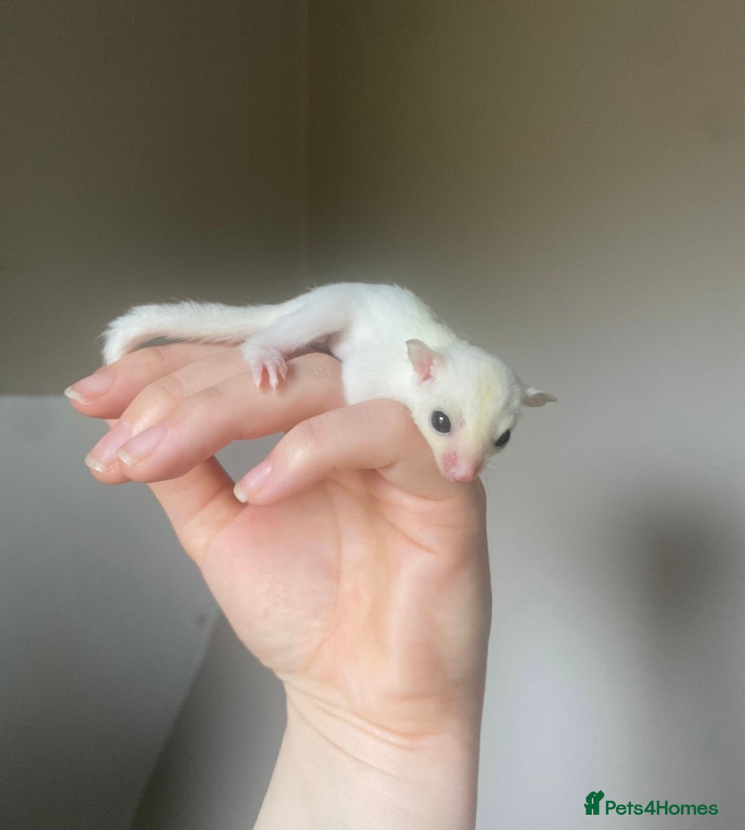 Sugar Glider rodents for sale: Female leu sugar glider joey  - Image 4