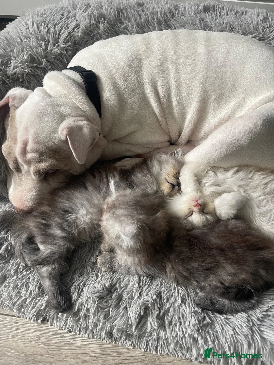 Persian cats for sale: Chinchilla Persian mix - Advert 9