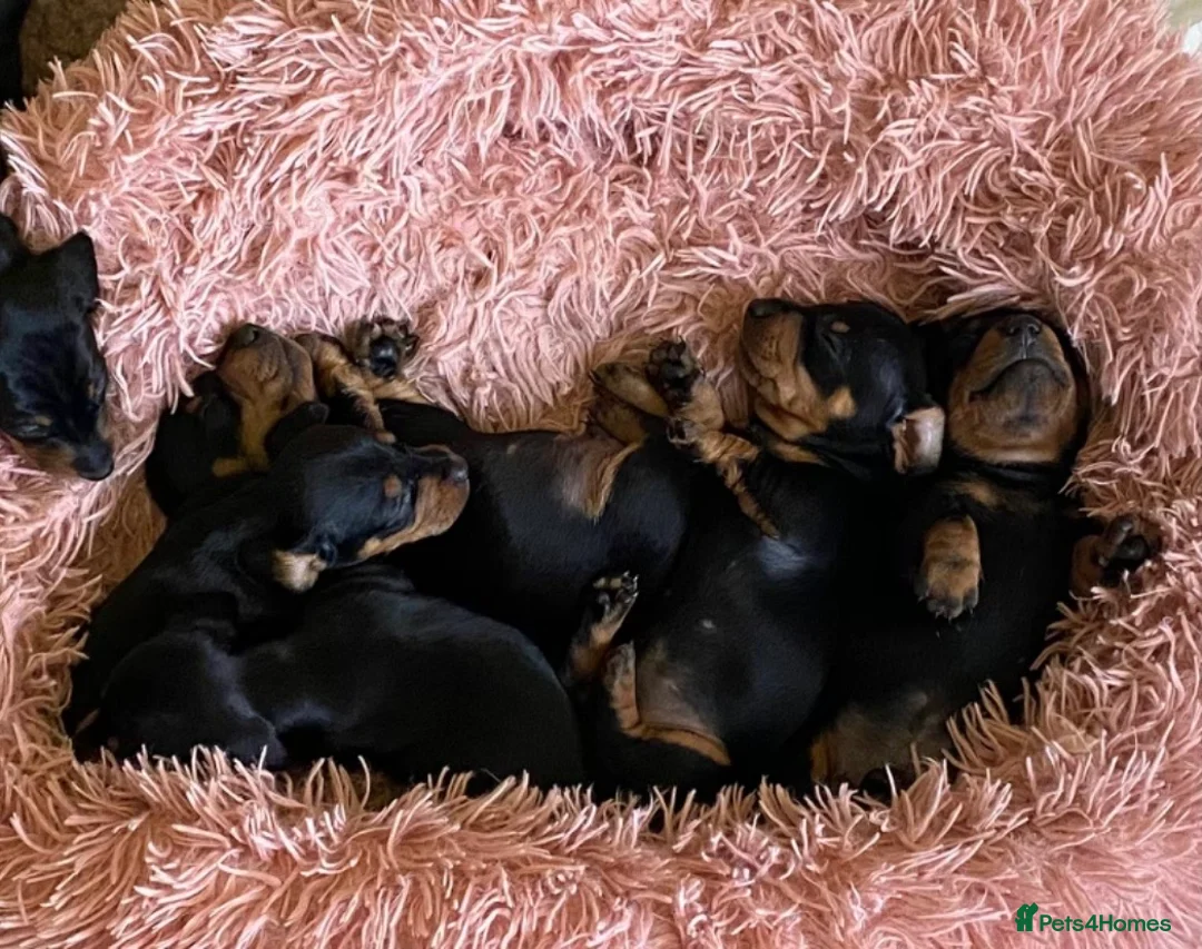 Miniature Dachshund dogs for stud: Proven Choc/Tan Brown Miniature Dachshund for Stud in Swindon - Advert 8