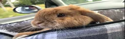 English Lop rabbits for sale: Cyprus  - Advert 4