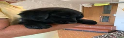 Flat coated Retriever dogs for sale: Flat coated pups ready 24/07 - Advert 11