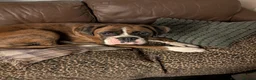 Boxer dogs for sale: Beautiful litter from KC registered mother - Advert 4