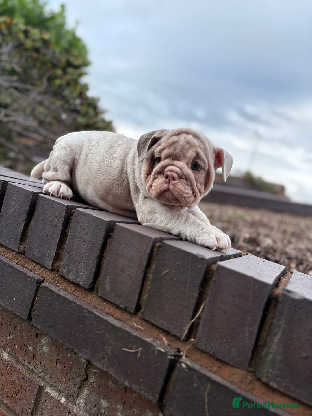 English Bulldog dogs for sale: 1mr muscle girl left reduced £2000 kc 9week old - Image 18