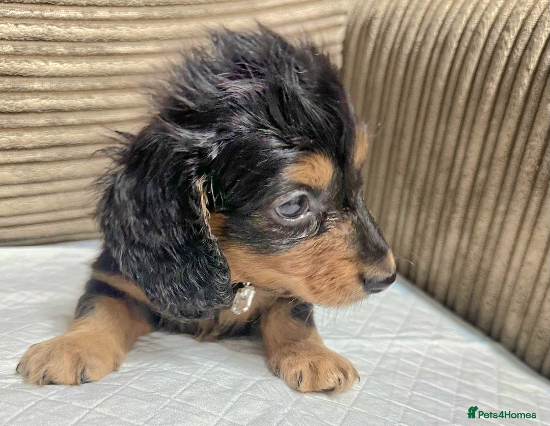 Miniature Dachshund dogs for sale: Cream Mini long hair Dachshunds - Advert 9