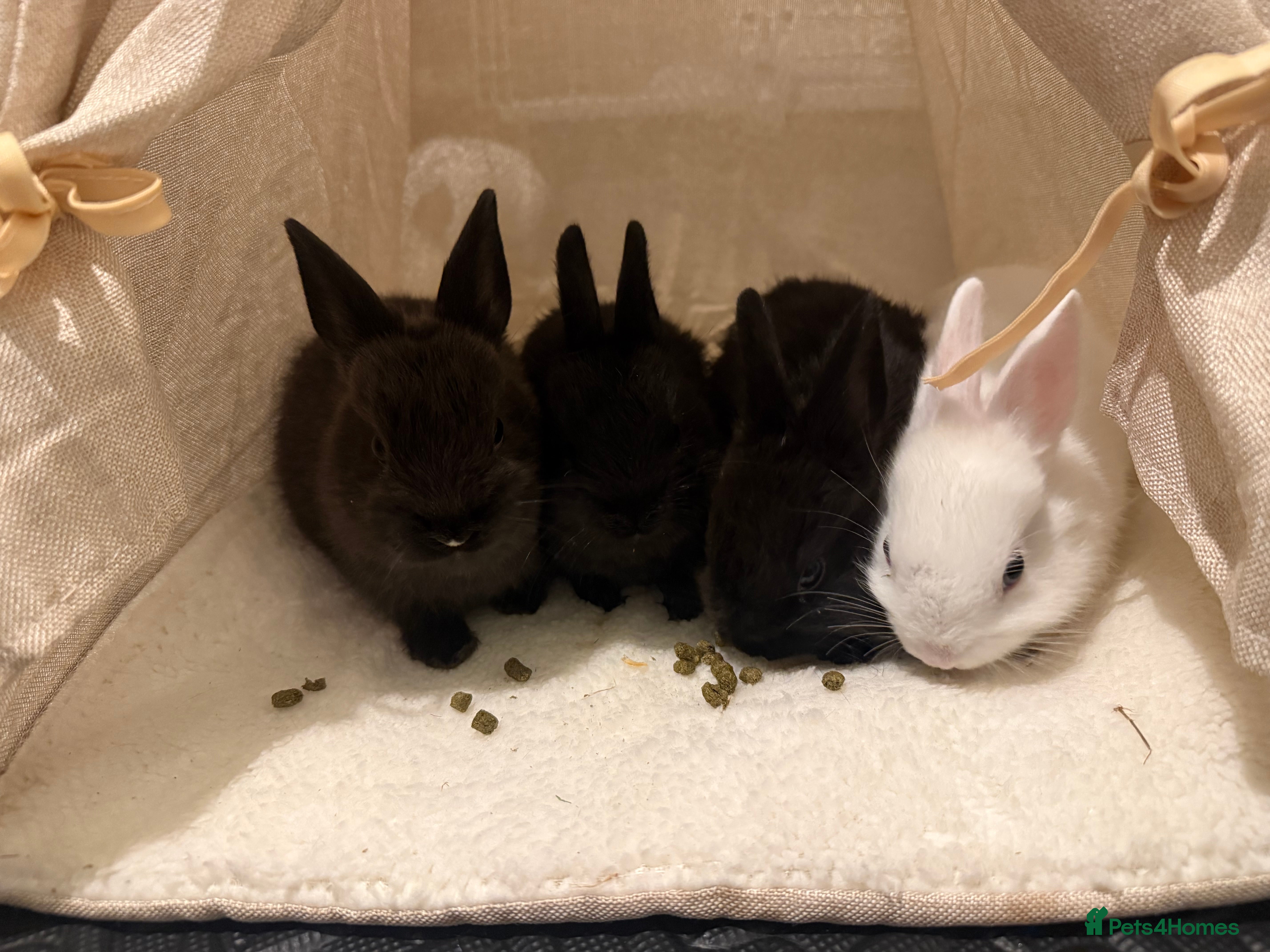 Netherland Dwarf rabbits 4 Netherland dwarf bunnies in East Grinstead - Advert 1