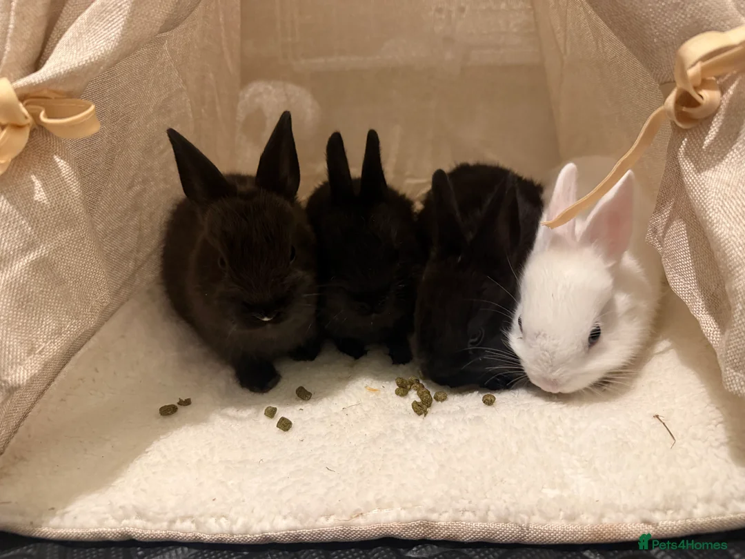 Netherland Dwarf rabbits for sale: 4 Netherland dwarf bunnies in East Grinstead - Advert 1