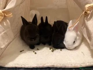 Netherland Dwarf rabbits 4 Netherland dwarf bunnies in East Grinstead - Advert 1