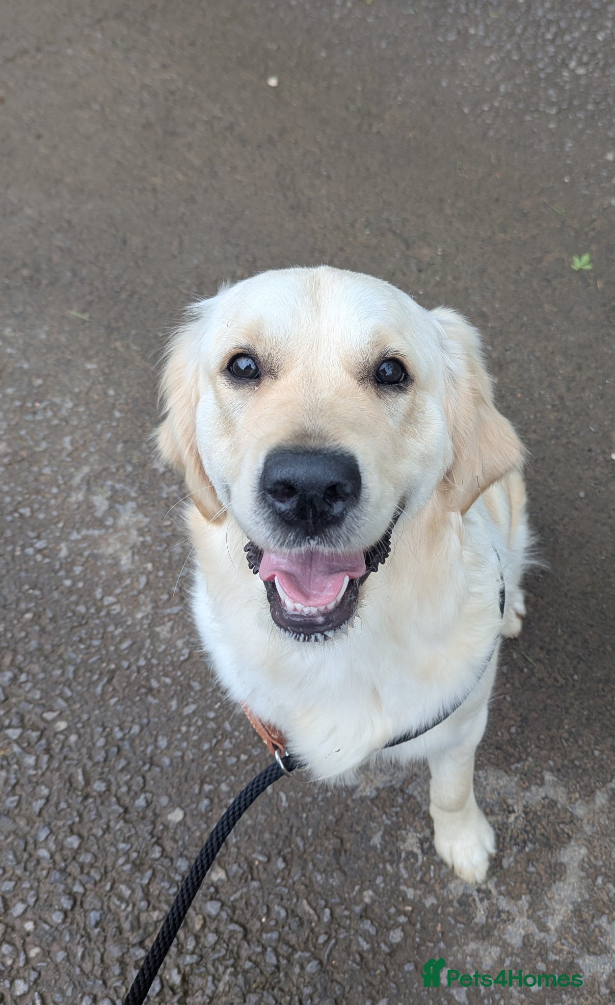 Golden Retriever dogs Gorgeous female golden retriever Georgie  - Advert 8