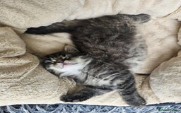 Maine Coon cats for sale: 2 stunning 3/4 Maine Coon boys - Image 11