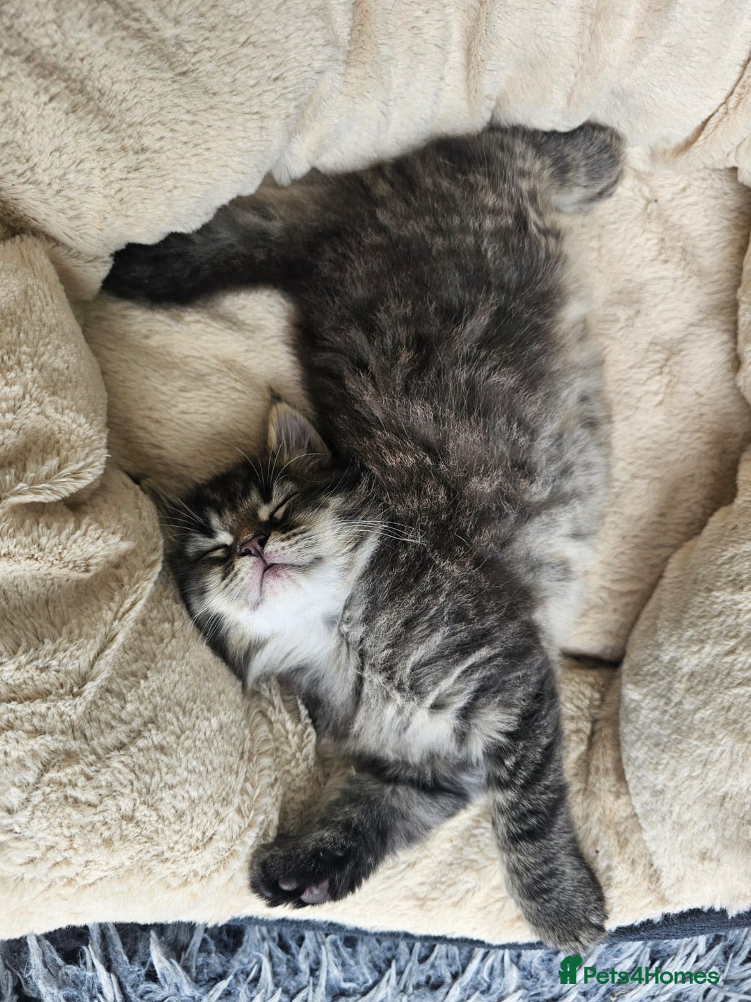 Maine Coon cats for sale: 2 stunning 3/4 Maine Coon boys - Image 11