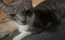 Domestic Shorthair cats for sale: 3 beautiful calico domestic shorthairs  - Image 5