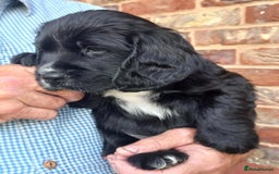 Sprocker dogs for sale: Sprocker puppies ready for new adventures! - Image 8