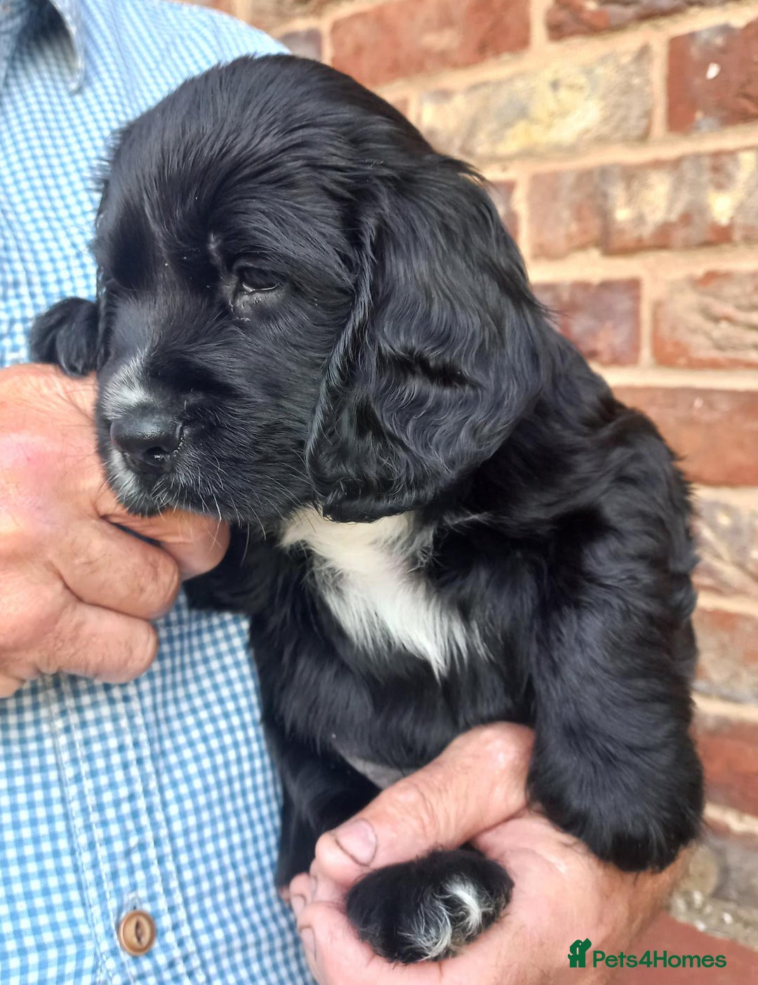 Sprocker dogs for sale: Sprocker puppies ready for new adventures! - Image 8