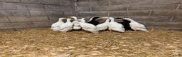 Ducks poultry for sale: Purebred Indian Runner Ducks - Advert 5