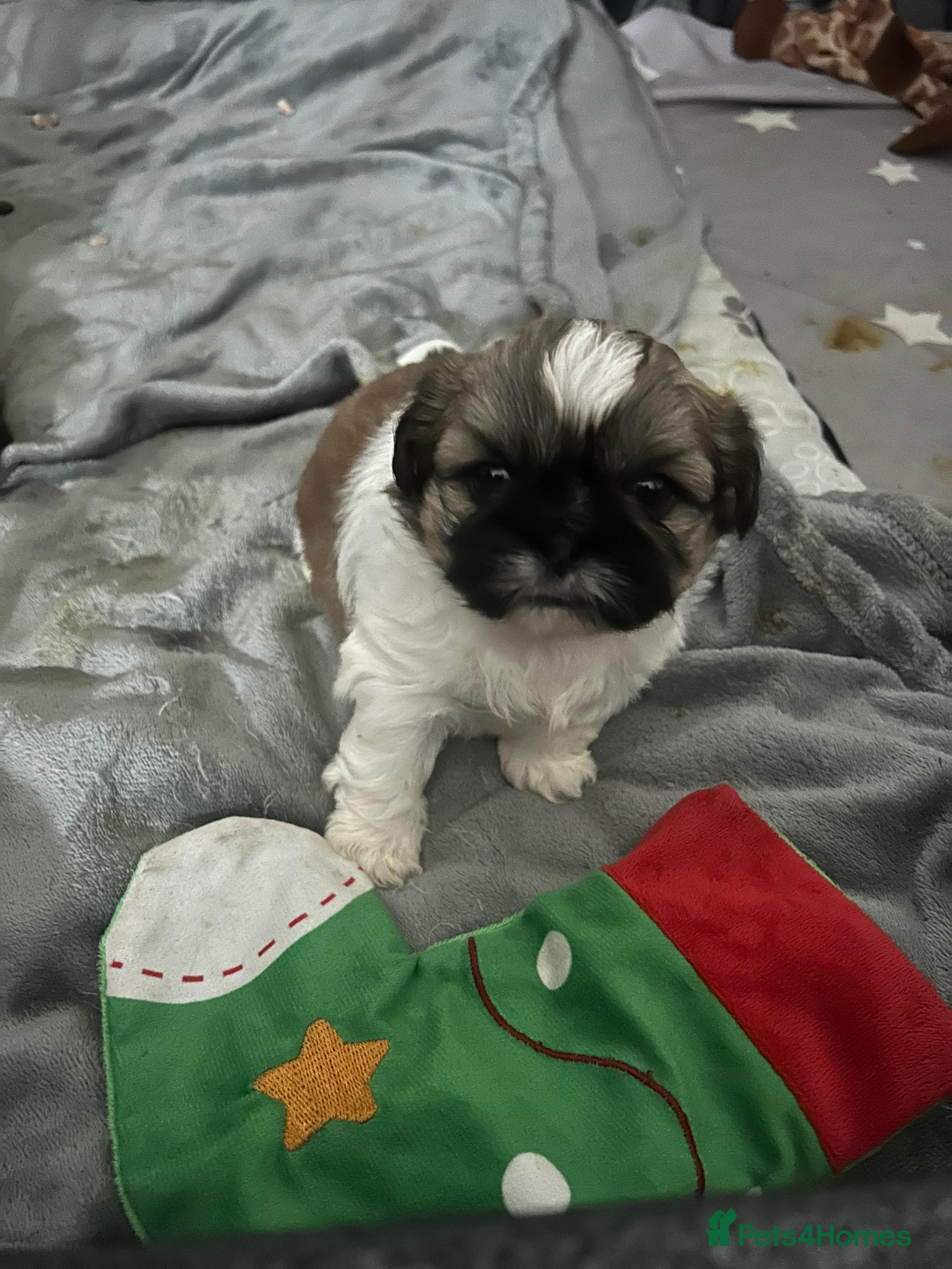 Shih Tzu dogs 1 beautiful little girl remaining  - Advert 4