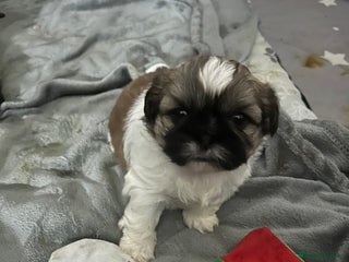 Shih Tzu dogs 1 beautiful little girl remaining - Advert 14