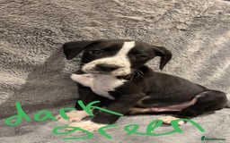 Mixed Breed dogs for sale: Dalmatianxboxer puppies  - Image 23