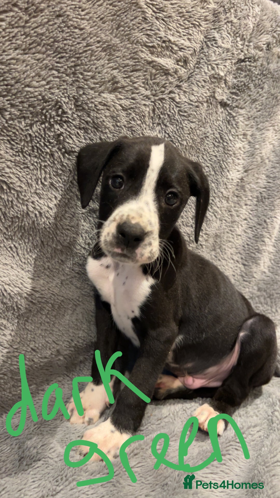 Mixed Breed dogs for sale: Dalmatianxboxer puppies  - Image 23