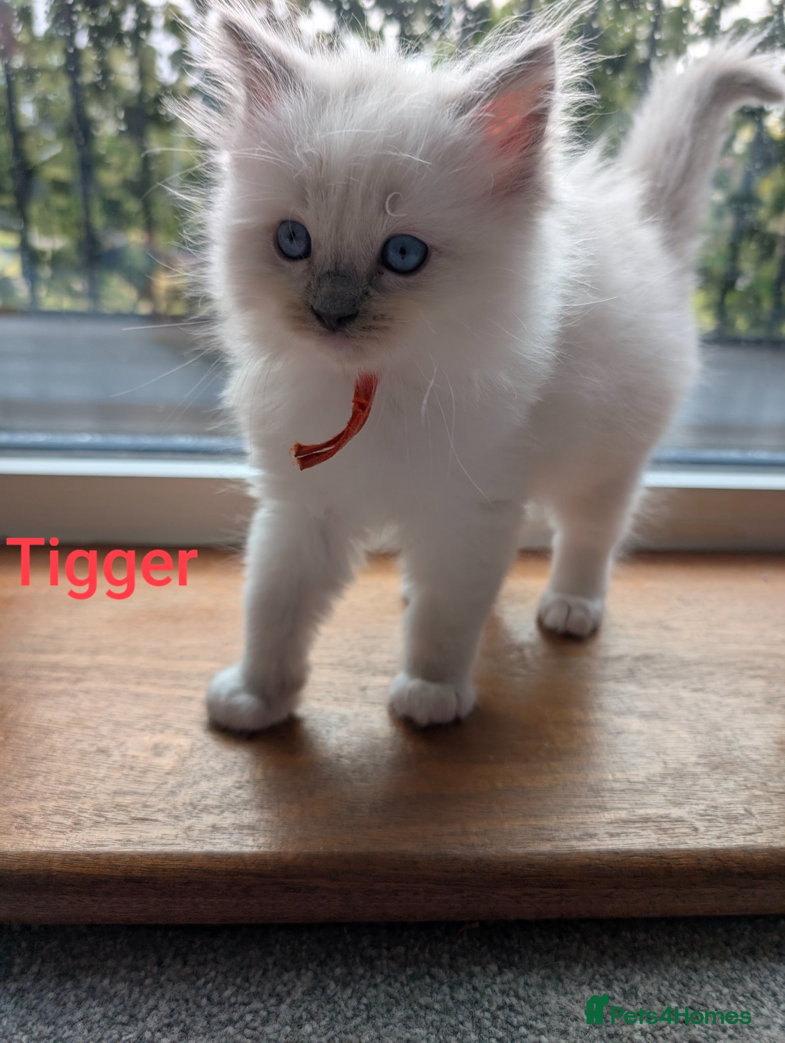 Ragdoll cats 5 pure bred ragdoll kittens - Advert 2