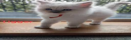 Ragdoll cats for sale: 5 ragdoll kittens  - Advert 4