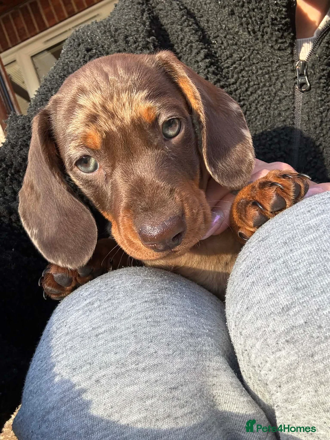 Miniature Dachshund dogs for sale: Miniature dachshund chocolate dapple male pup - Advert 2