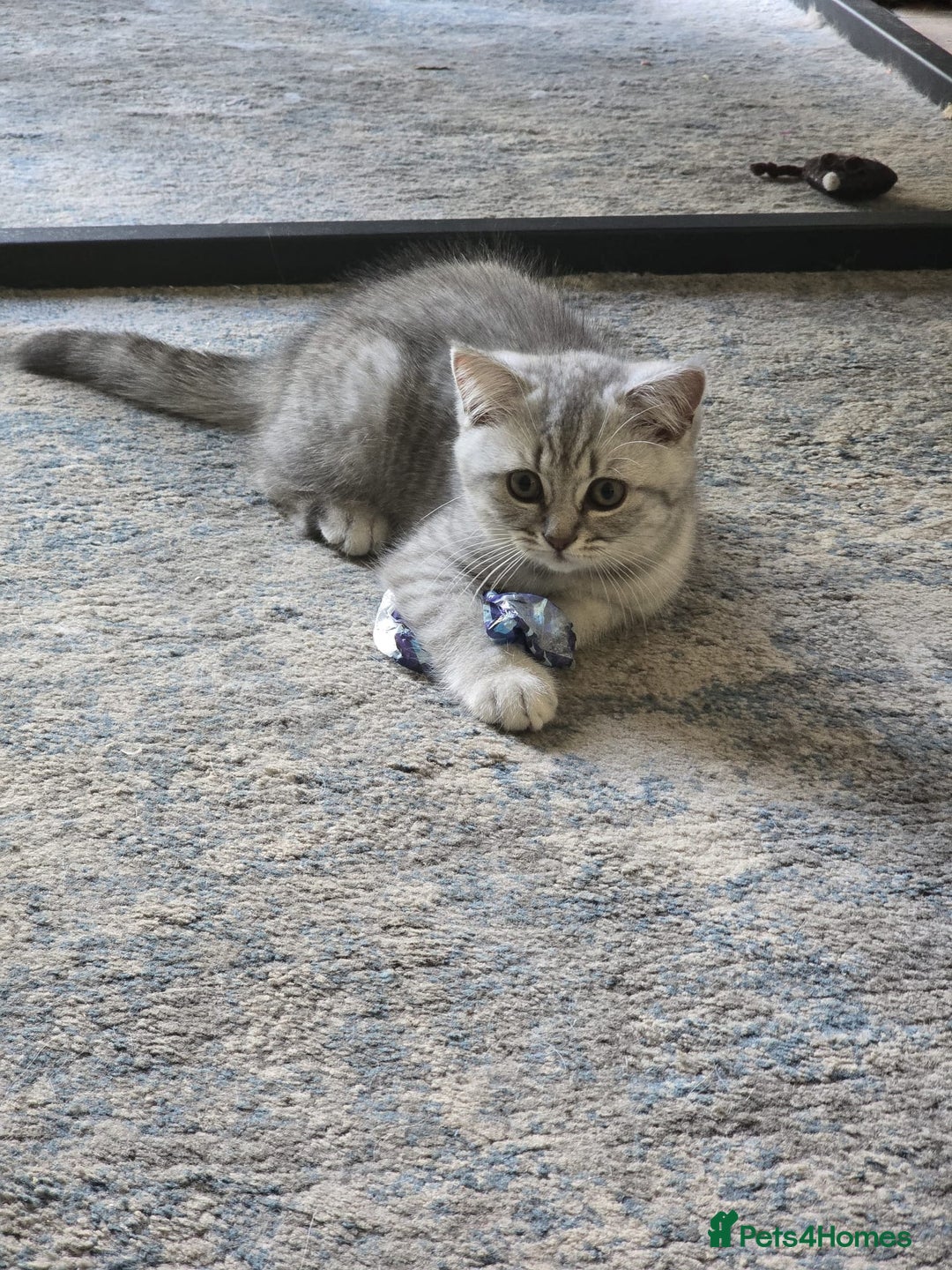 British Shorthair cats for sale: 2 British short hair & 1 long haired kittens - Image 15