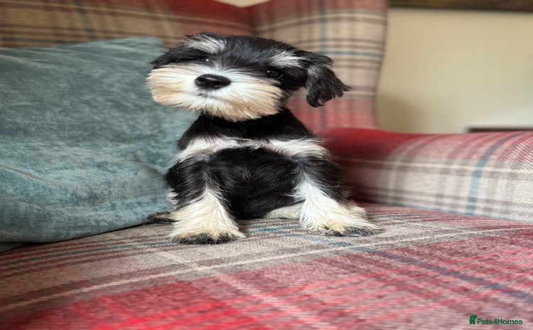 Miniature Schnauzer dogs - Advert 2