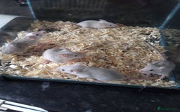 Mouse rodents for sale: Fancy mice babies  in Manchester - Image 6