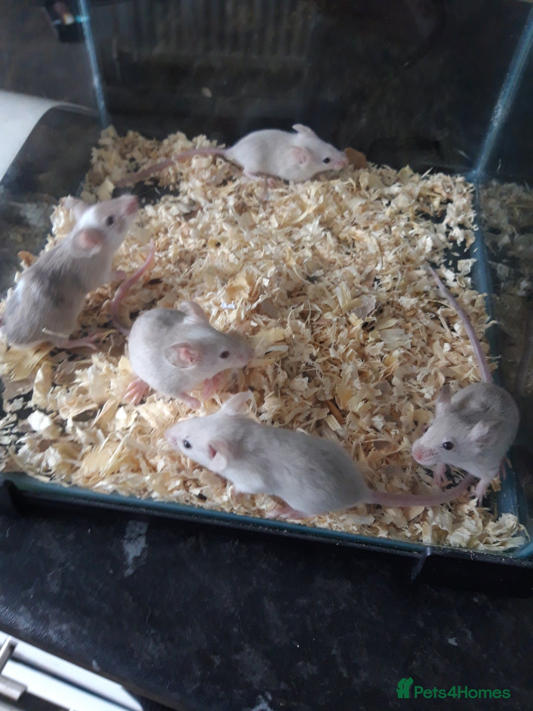 Mouse rodents for sale: Fancy mice babies  in Manchester - Image 6