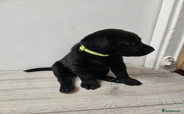 Labrador Retriever dogs - Advert 14