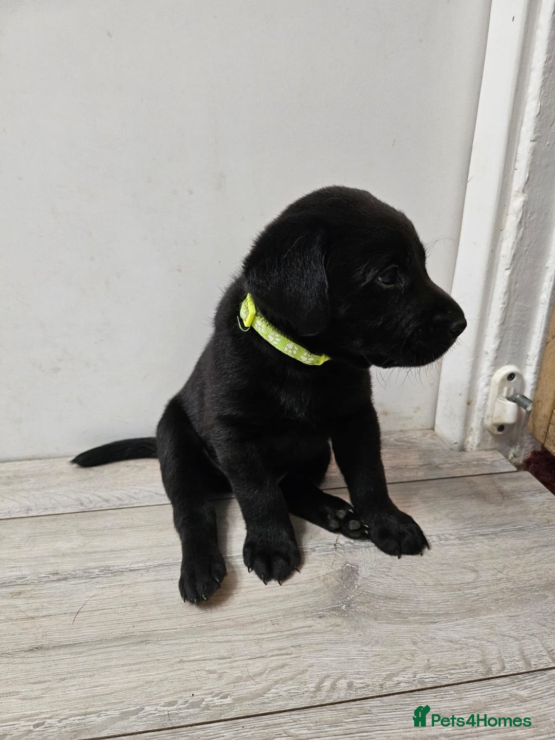 Labrador Retriever dogs for sale: Black boy labradors from working/gun dogs - Image 1