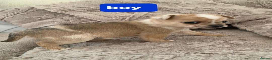 Pomchi Puppy 1