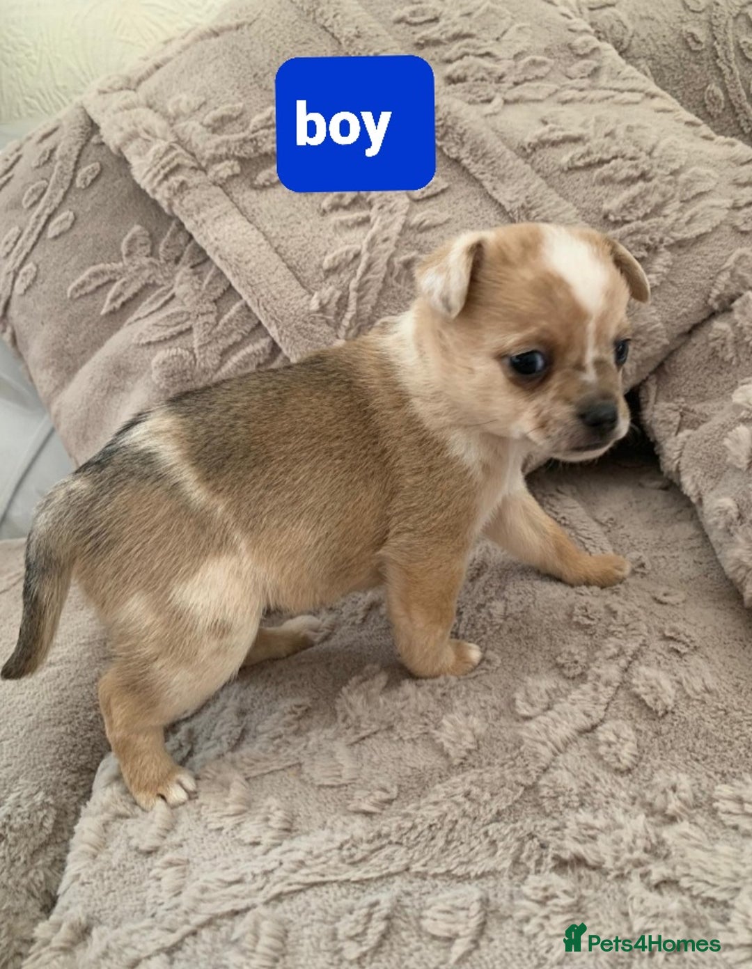 Pomchi dogs for sale: Pomchi - Image 2