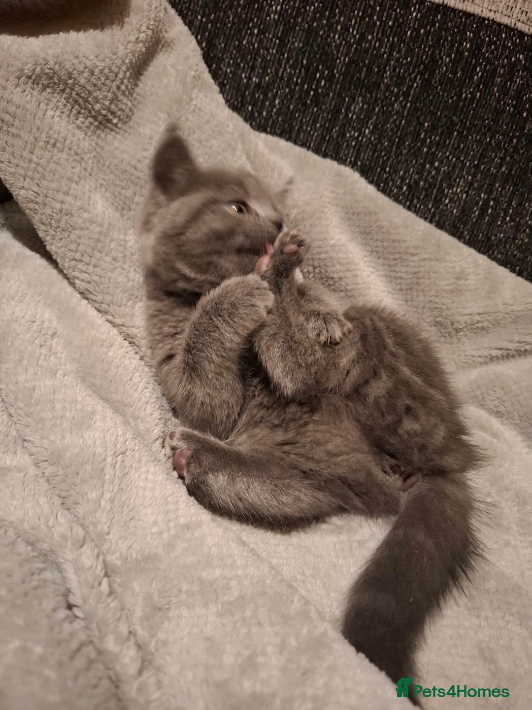 British Shorthair cats for sale: BSH x Ragamuffin Kittens - Advert 7