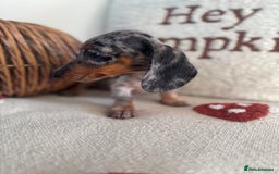 Miniature Dachshund dogs for sale: Miniature smooth dachshund puppies ready now - Image 8