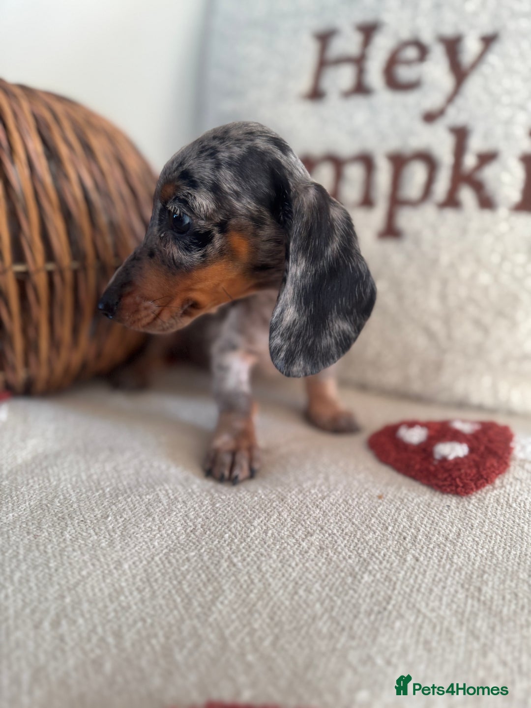 Miniature Dachshund dogs for sale: Miniature smooth dachshund puppies ready now - Image 8