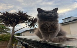 Ragdoll cats for sale: Ragdoll SALE OPEN TO OFFERS  - Image 2