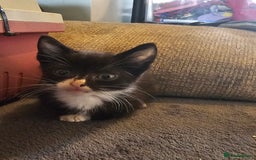 Mixed Breed cats for sale: Adorable kittens looking for their forever homes  - Image 11